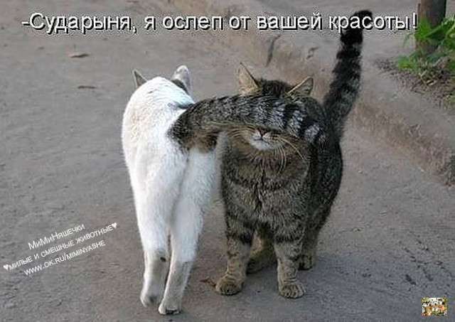 VFL.RU -  
