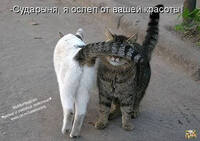 VFL.RU - ваш фотохостинг