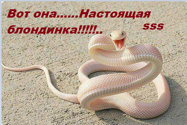 VFL.RU -  
