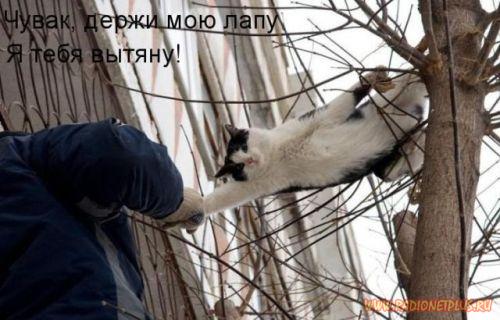 VFL.RU -  