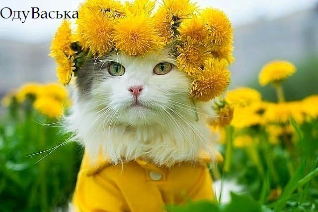 VFL.RU -  