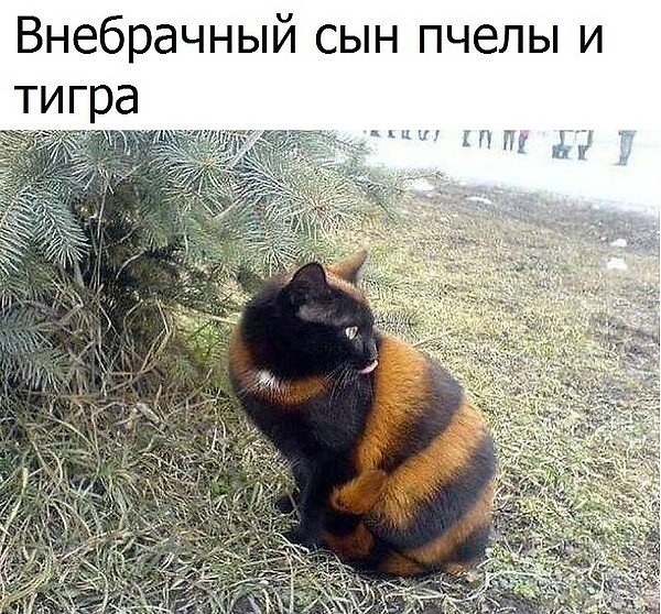 VFL.RU -  