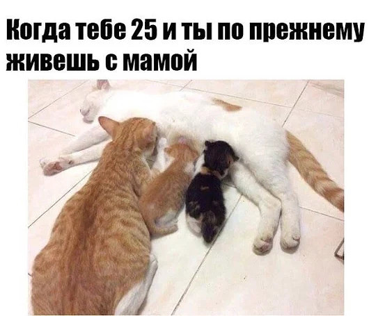 VFL.RU -  