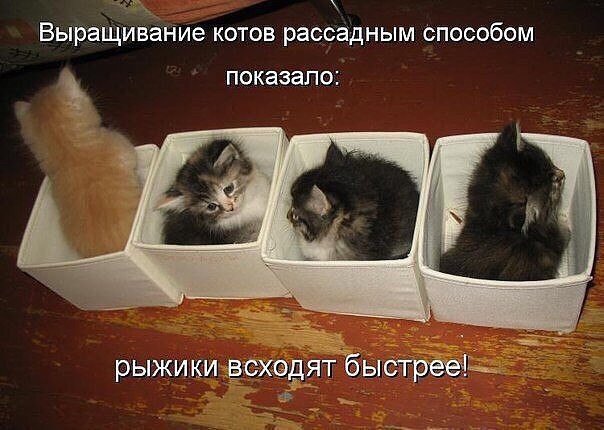VFL.RU -  
