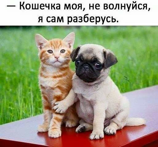 VFL.RU -  