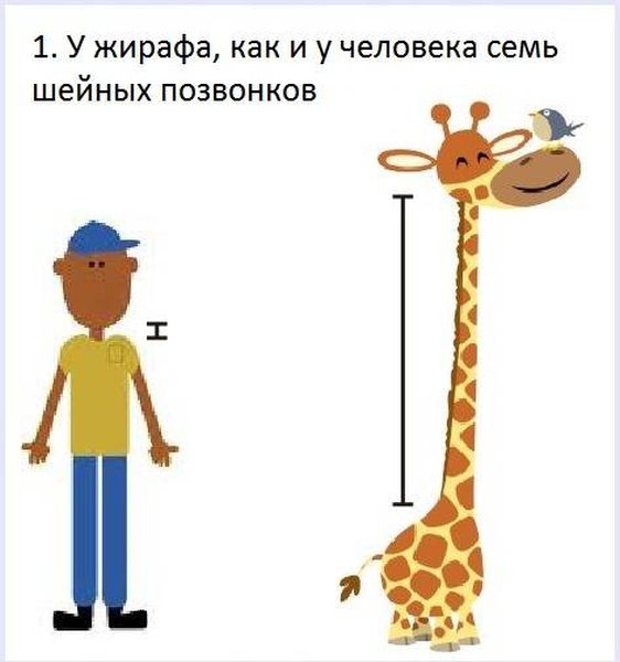 VFL.RU -  