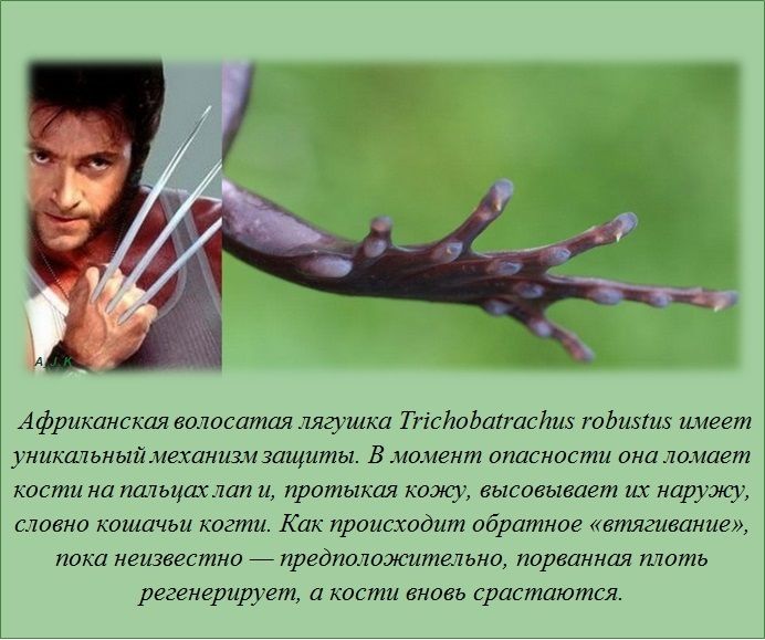 VFL.RU - ��� �����������