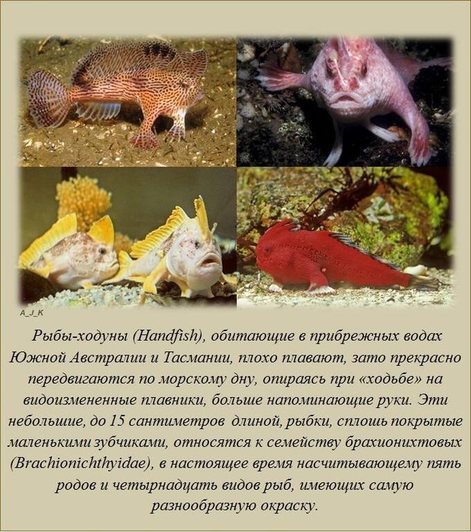 VFL.RU - ��� �����������