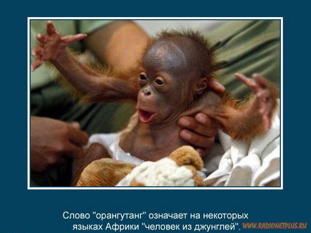 VFL.RU -  