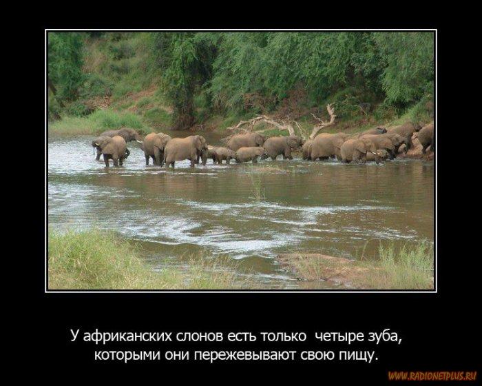 VFL.RU -  