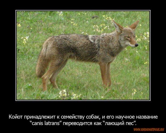VFL.RU -  