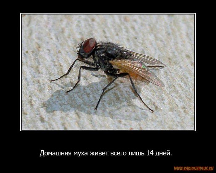 VFL.RU -  