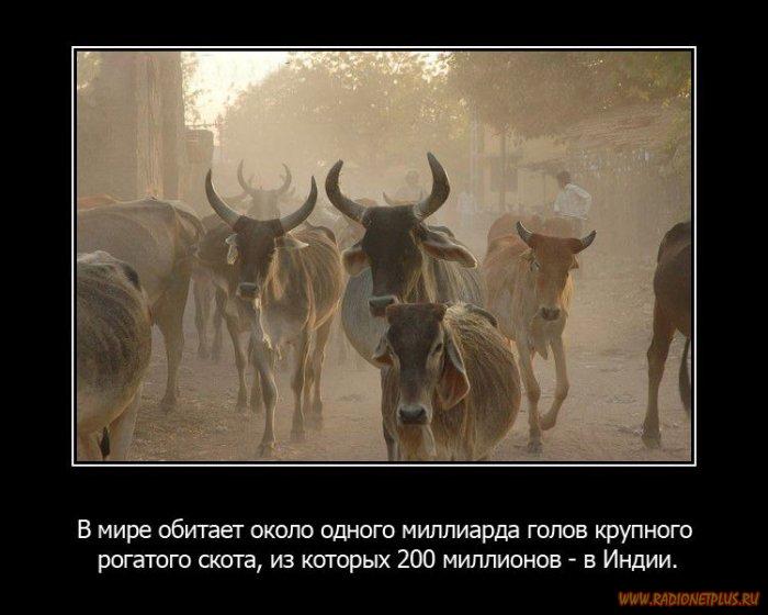 VFL.RU -  