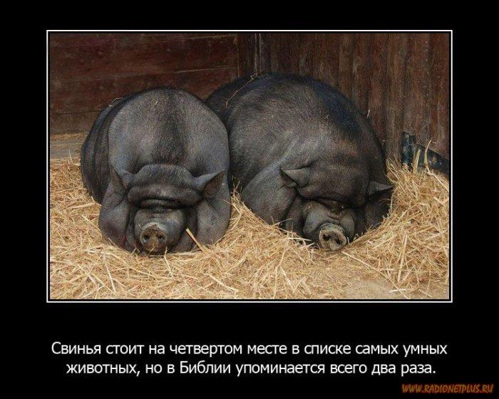 VFL.RU -  
