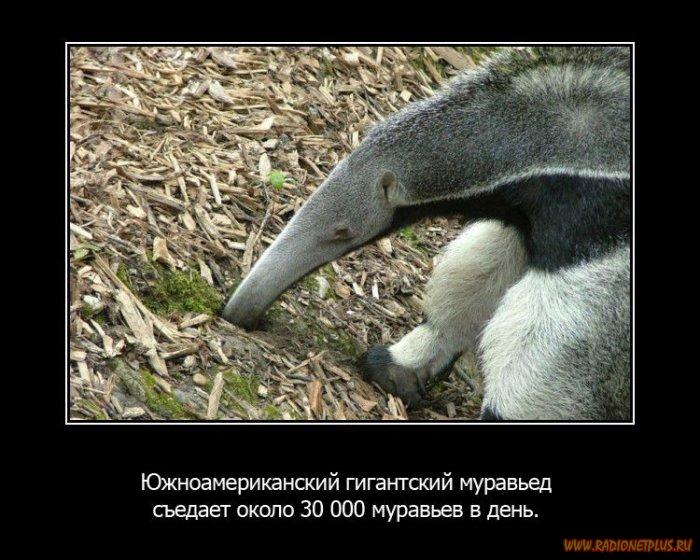 VFL.RU -  
