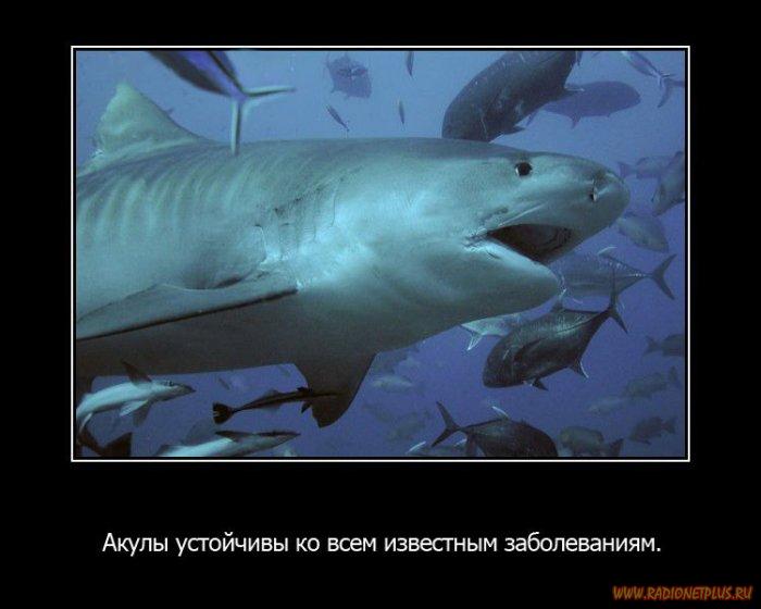VFL.RU -  