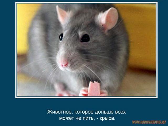 VFL.RU -  