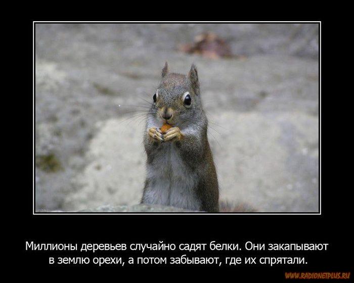 VFL.RU -  