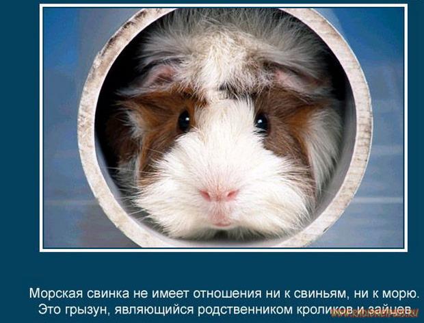 VFL.RU -  