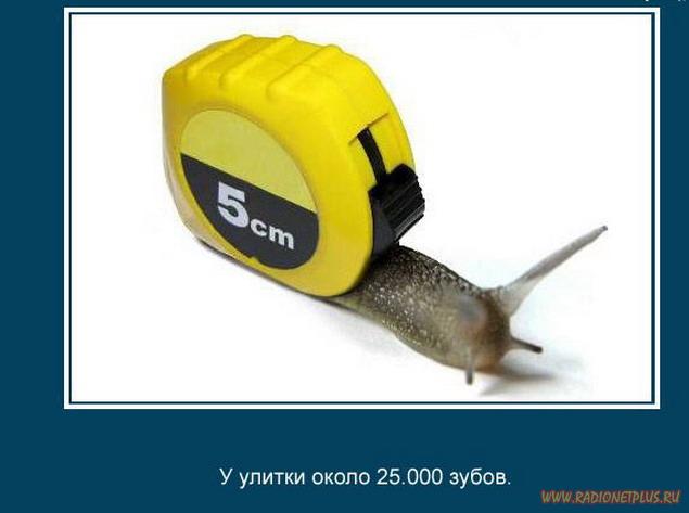 VFL.RU -  