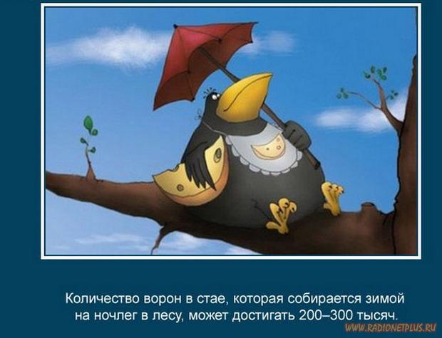 VFL.RU -  