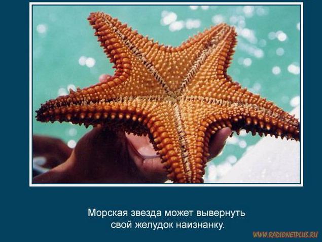 VFL.RU -  