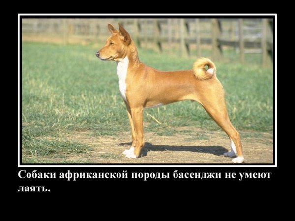 VFL.RU -  