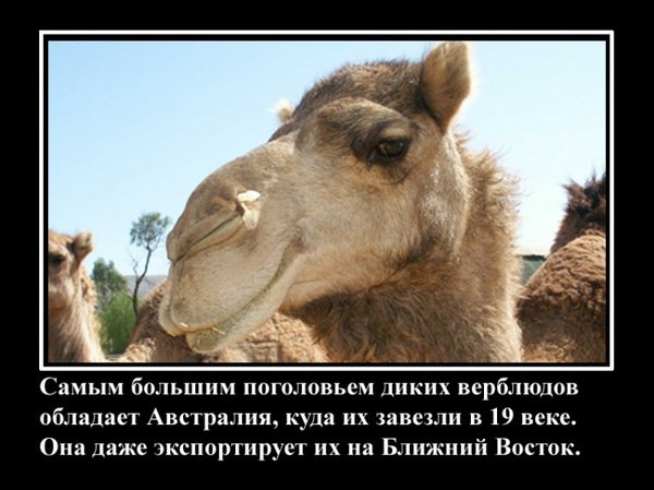 VFL.RU -  