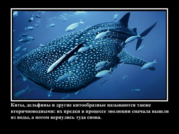 VFL.RU -  