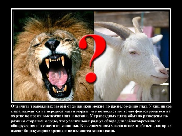VFL.RU -  