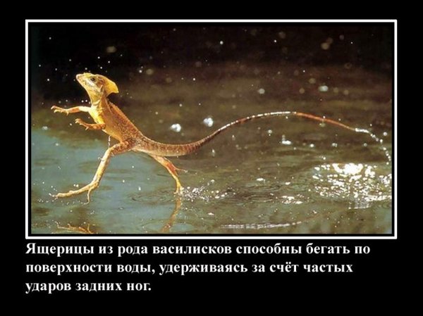 VFL.RU -  