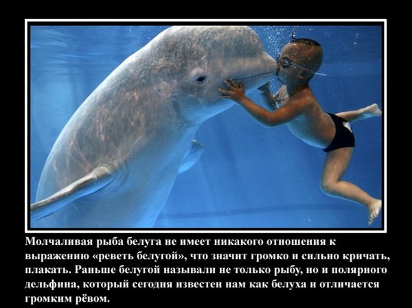 VFL.RU -  