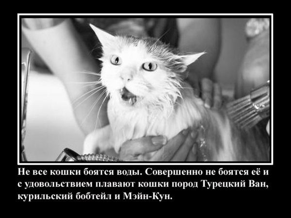 VFL.RU -  