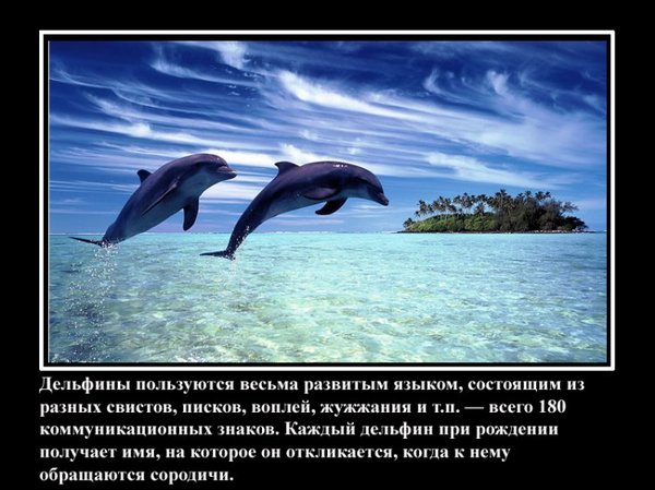 VFL.RU -  