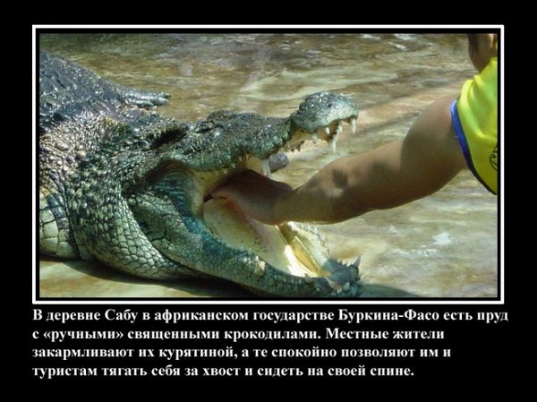 VFL.RU -  