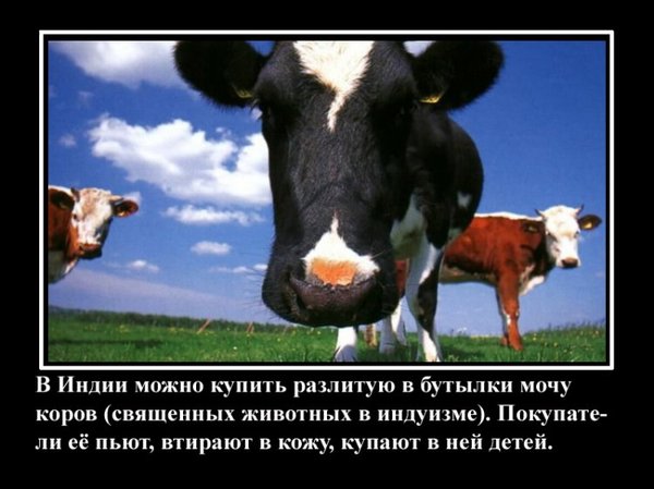 VFL.RU -  