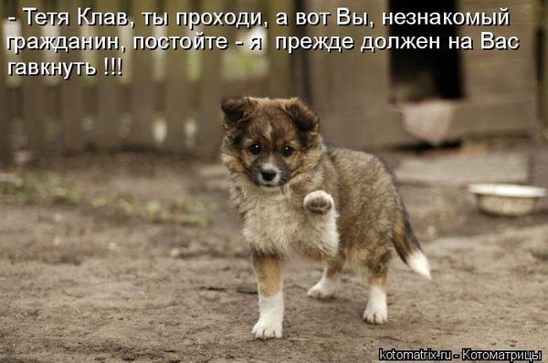 VFL.RU -  