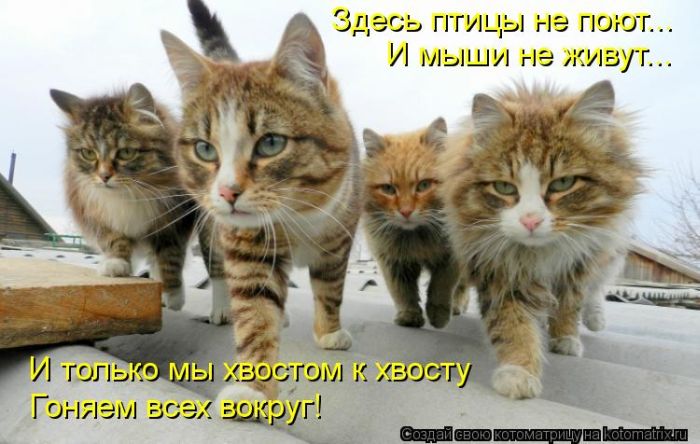 VFL.RU -  