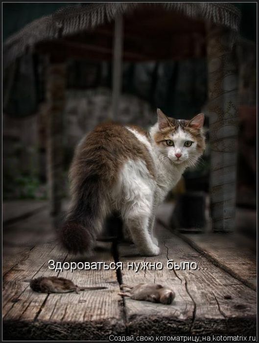 VFL.RU -  