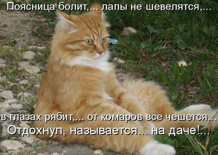 VFL.RU -  