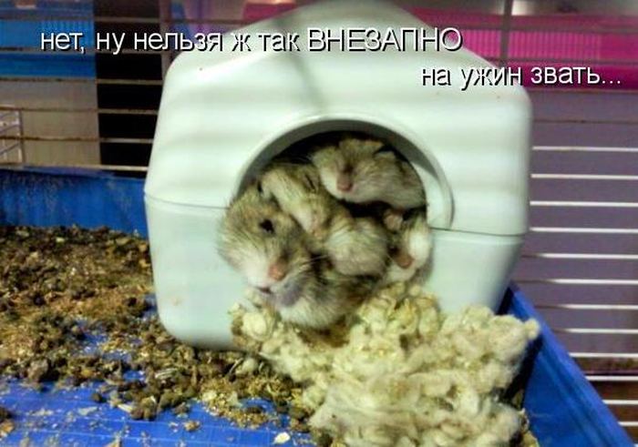 VFL.RU -  