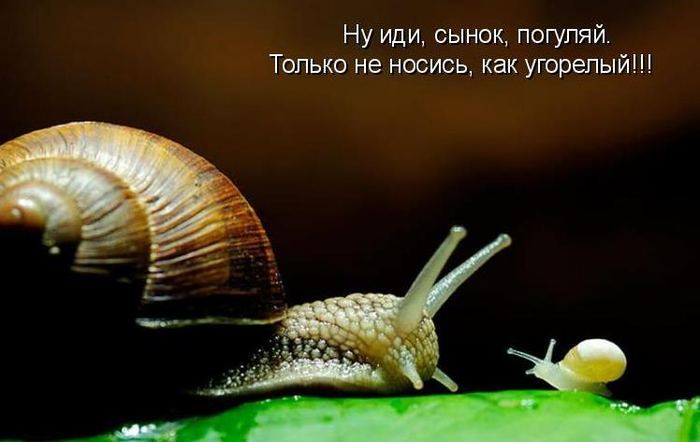 VFL.RU -  