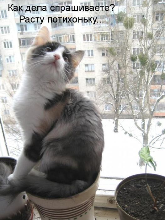 VFL.RU -  