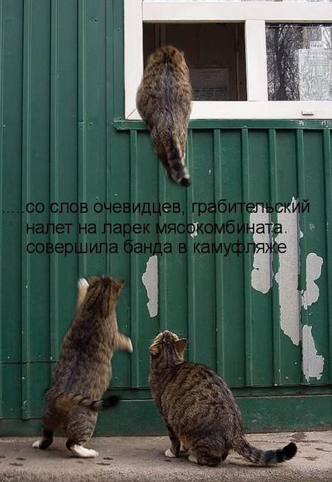 VFL.RU -  