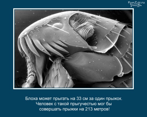 VFL.RU -  