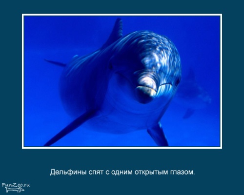 VFL.RU -  