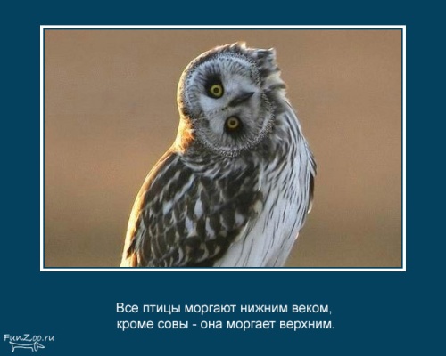 VFL.RU -  