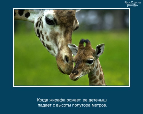 VFL.RU -  