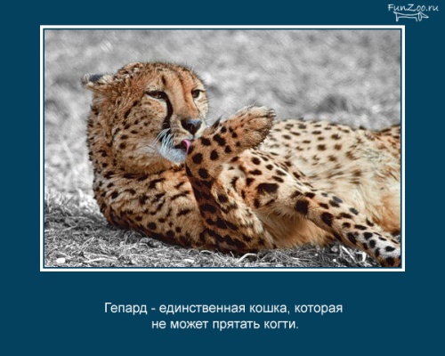 VFL.RU -  