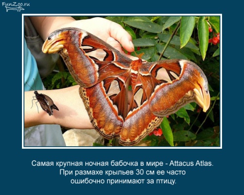 VFL.RU -  